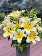 Луковица VWS EXPORT – IMPORT OF FLOWERBULBS B.V. лилии ОТ Манисса 1 шт.