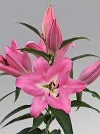 Цибулина VWS EXPORT – IMPORT OF FLOWERBULBS B.V. лілії ОТ Нью Джерсі 1 шт.