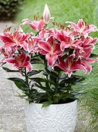 Луковица VWS EXPORT – IMPORT OF FLOWERBULBS B.V. лилии восточной горшечной Старлайт Экспресс 1 шт.