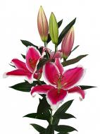 Луковица VWS EXPORT – IMPORT OF FLOWERBULBS B.V. лилии восточной Грациоли 1 шт.