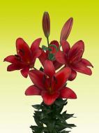 Луковица VWS EXPORT – IMPORT OF FLOWERBULBS B.V. лилии ТА Орфео 1 шт.