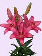 Луковица VWS EXPORT – IMPORT OF FLOWERBULBS B.V. лилии ТА Сентоза 1 шт.