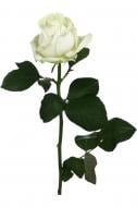 Роза Аваланч одноголовая классическая 60 см белая (Нидерланды)
