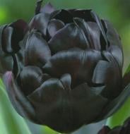 Цибулина Яскрава Тюльпан подвійний Black Hero 2 шт.