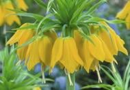 Цибулина Яскрава Фрітіларія (Царська Корона) Lutea 1 шт. Цибулина Яскрава Фрітіларія (Царська Корона) Lutea 1 шт.