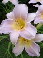 Корневище лилейника Катерин Вудбери 1 шт.