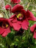 Корневище сон-травы Красной 1 шт.