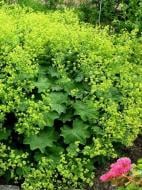 Корневище манжетки Молис Робустика 1 шт. Корневище манжетки Молис Робустика 1 шт.