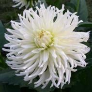 Клубень Георгины кактусовой Вайт Стар