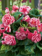 Клубень бегонии махровой Камелия 1 шт.