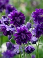 Корневище аквилегии Блу Барлоу 1 шт.