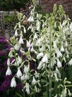 Луковица гальтонии 1 шт.