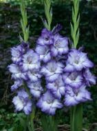 Луковица Гладиолуса Трайтон