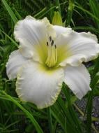 Кореневище лілійника Блізед Бей 1 шт.