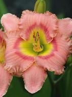 Кореневище лілійника Елегант Канді 1 шт.