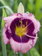 Кореневище лілійника Макбет 1 шт.