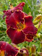 Кореневище лілійника Ноті Ред 1 шт.