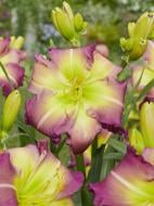 Корневище лилейника Рідженсі Хайтс 1 шт.