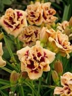 Кореневище лілійника Росвіса 1 шт.