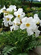 Корневище инкарвилеи Сноутоп 1 шт.