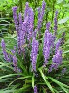 Корневище лириопы Биг Блу 1 шт.