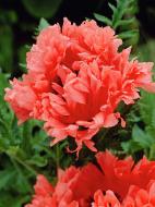 Кореневище маку Гаден Глорі 1 шт.