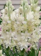 Клубнелуковица полиантеса Зе Перл 1 шт.