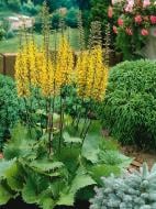 Корневище бузульника Пржевальского 1 шт. Корневище бузульника Пржевальского 1 шт.