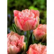 Луковица Яскрава Тюльпан многоцветковый Peach Blossom 3 шт. Луковица Яскрава Тюльпан многоцветковый Peach Blossom 3 шт.