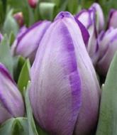 Цибулина Яскрава Тюльпан тріумф Jacuzzi 3 шт.