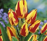 Луковица Яскрава Тюльпан многоцветковый Colour Spectacle 3 шт. Луковица Яскрава Тюльпан многоцветковый Colour Spectacle 3 шт.