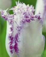 Цибулина Яскрава Тюльпан бахромчатий Aria Cards 2 шт.