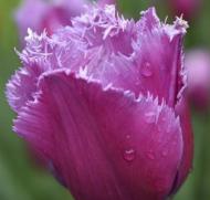 Луковица Яскрава Тюльпан бахромчатый Louvre 3 шт. Луковица Яскрава Тюльпан бахромчатый Louvre 3 шт.