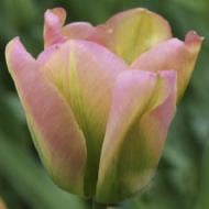 Цибулина Яскрава Тюльпан вірідіфлора Groenland 3 шт. Цибулина Яскрава Тюльпан вірідіфлора Groenland 3 шт.