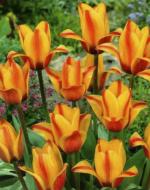 Цибулина Яскрава Тюльпан гібрид Грейга Cape Code 3 шт. Цибулина Яскрава Тюльпан гібрид Грейга Cape Code 3 шт.