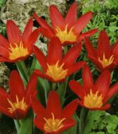 Цибулина Яскрава Тюльпан гібрид Кауфмана Scarlet Baby 3 шт. Цибулина Яскрава Тюльпан гібрид Кауфмана Scarlet Baby 3 шт.