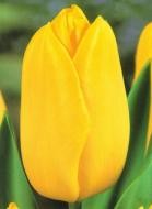 Луковица Яскрава Тюльпан Гигантский Hokus Pokus 3 шт. Луковица Яскрава Тюльпан Гигантский Hokus Pokus 3 шт.