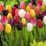 Цибулина Яскрава Тюльпан гігантський Суміш 3 шт.