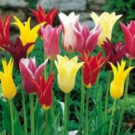 Цибулина Яскрава Тюльпан лілієподібний Суміш 3 шт.