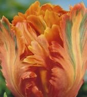 Луковица Яскрава Тюльпан попугайный Appricot Parrot 3 шт. Луковица Яскрава Тюльпан попугайный Appricot Parrot 3 шт.