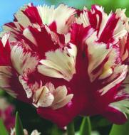 Цибулина Яскрава Тюльпан папуговий Estella Rijnveld 3 шт.