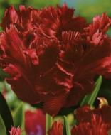 Цибулина Яскрава Тюльпан папуговий Karel Doorman 3 шт.