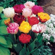 Цибулина Яскрава Тюльпан подвійний Суміш 3 шт.