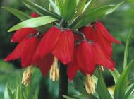 Цибулина Яскрава Фрітіларія (Царська Корона) Rubra 1 шт. Цибулина Яскрава Фрітіларія (Царська Корона) Rubra 1 шт.