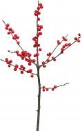 Ілекс 60 см червоний (Нідерланди)