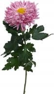 Хризантема Holiday одноголова рожева (Нідерланди)