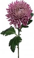 Хризантема Resomi фіолетова (Нідерланди)
