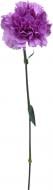 Гвоздика Amnesia одноголовая фиолетовая (Нидерланды)