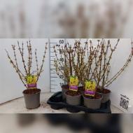 Саженец Форзиция 17х60 Spectabilis