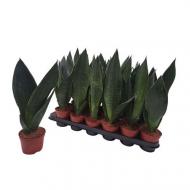 Растение Сансевиерия 12х40 Trifasciata Dark diamond